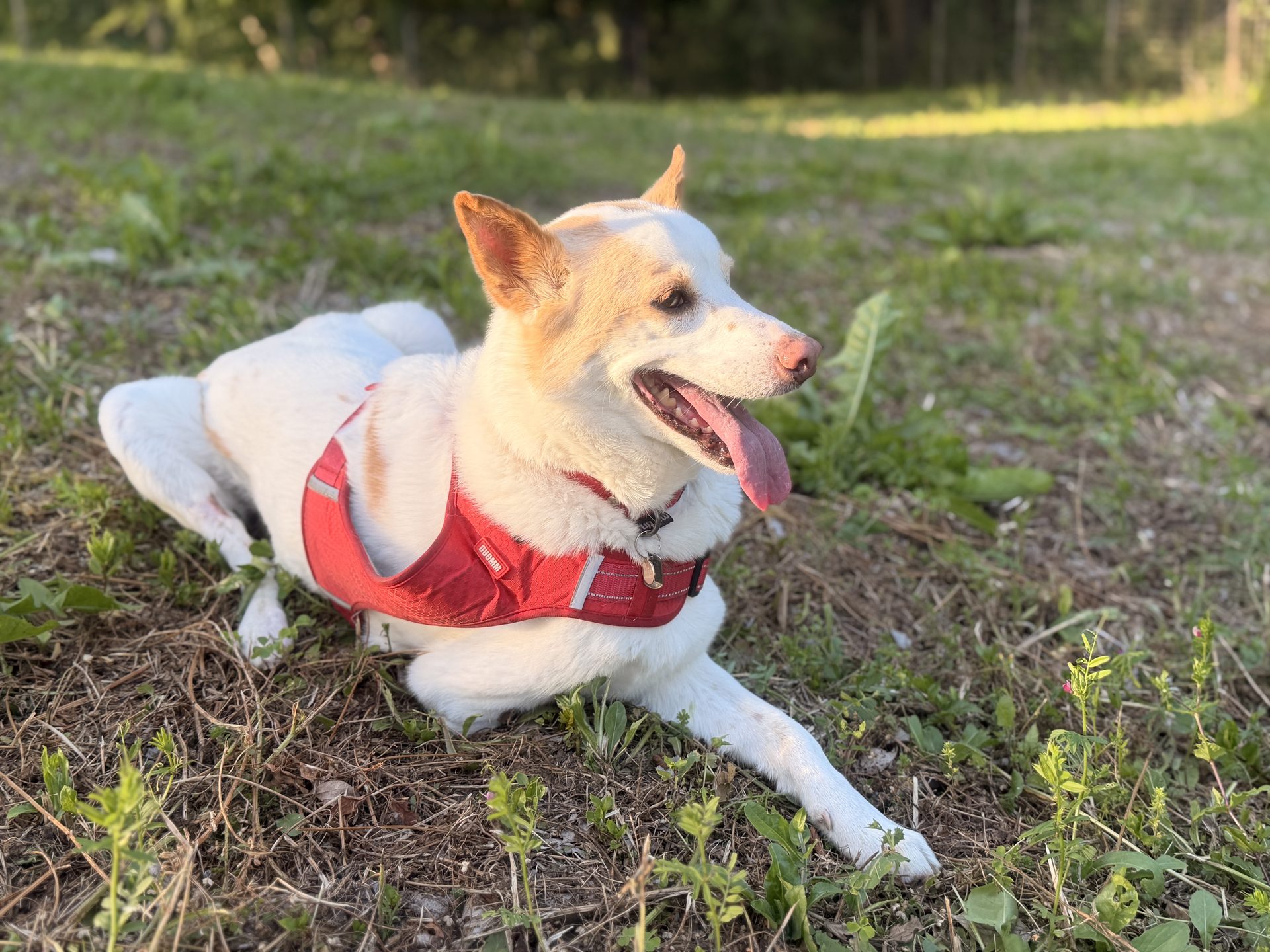 Dog Run Abbyで自然の中に座る犬