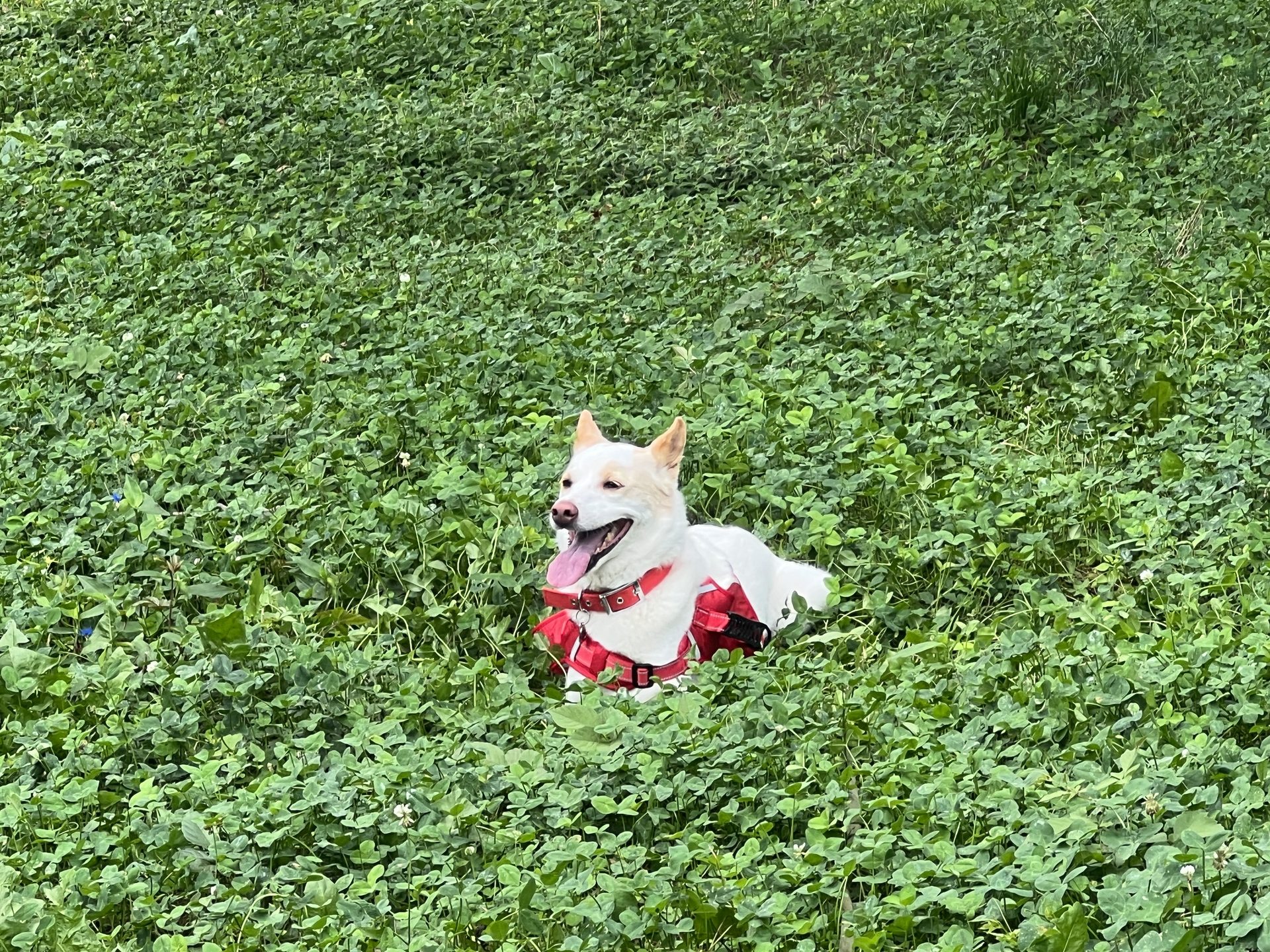 草むらでにっこり笑う犬